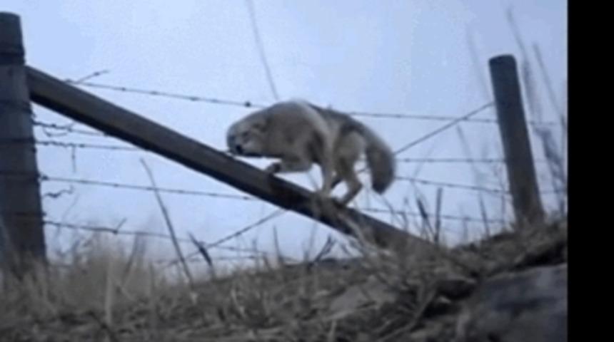 Kahraman Olmak İçin Süper Güçlere İhtiyacımızın Olmadığını Kanıtlayan 21 GİF