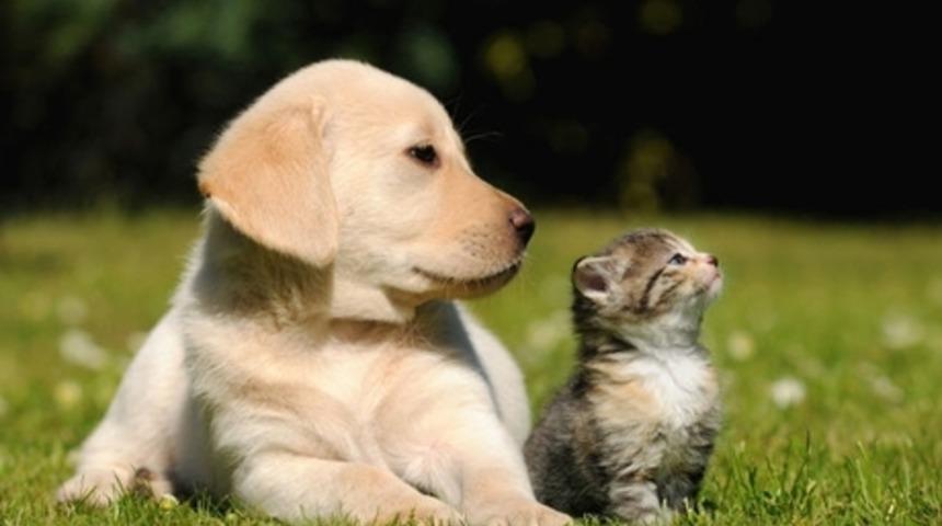 Kedi Misin K&ouml;pek Misin?