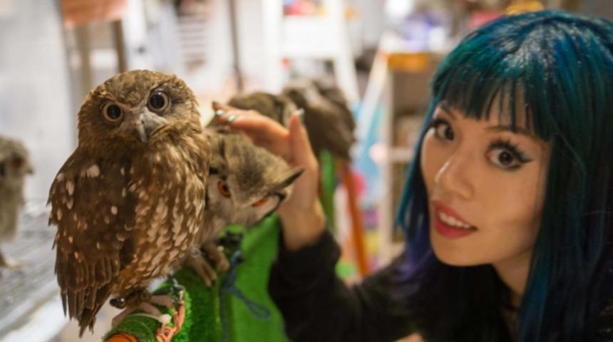  Japonların Garip İnsanlar Olduğunu G&ouml;steren Bir Akım Daha: Baykuş Kafeleri