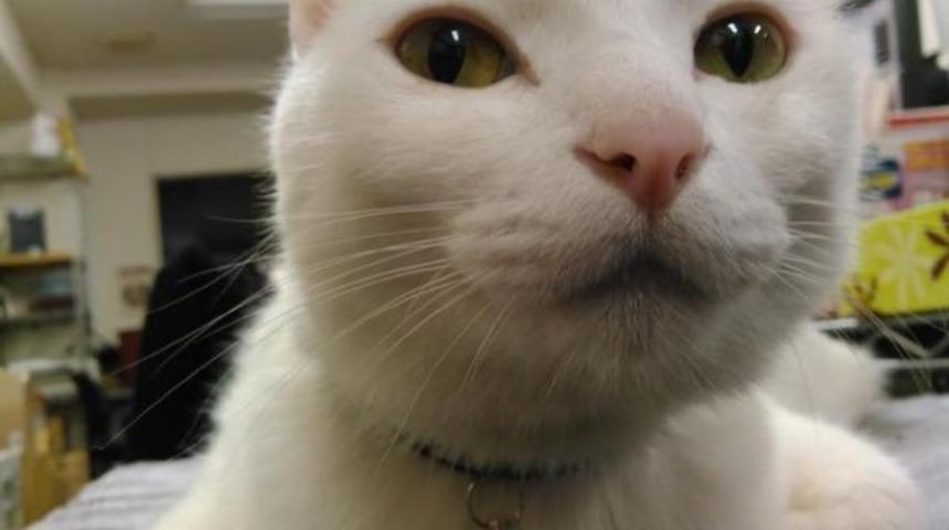 Şirkete Kedi Getirmek Serbest Oldu, Ortalık Minnoş Doldu!