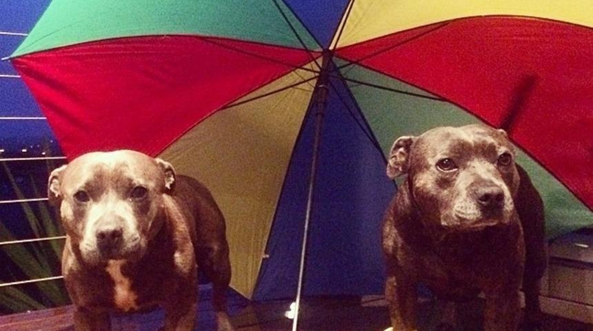 Herşeyin Bebekliği Şirin Oluyor. Pitbulların Bile! 