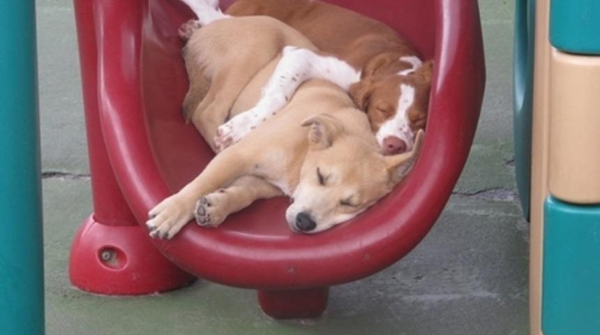 Sizde de Uyuma İsteği Uyandıracak 21 Sevimli Kedi ve Köpek