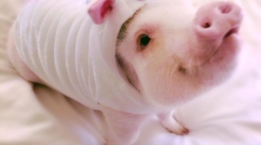 Epilepsi Hastası Kadının Hayata Yine Umutla Bakmasını Sağlayan Minik Evcil Domuz Hamlet'le Tanışın