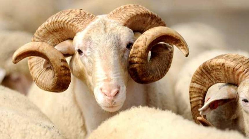 Diyanet Vakfı&rsquo;nda Kurban Skandalı: Diyan Et - Ziyan Et