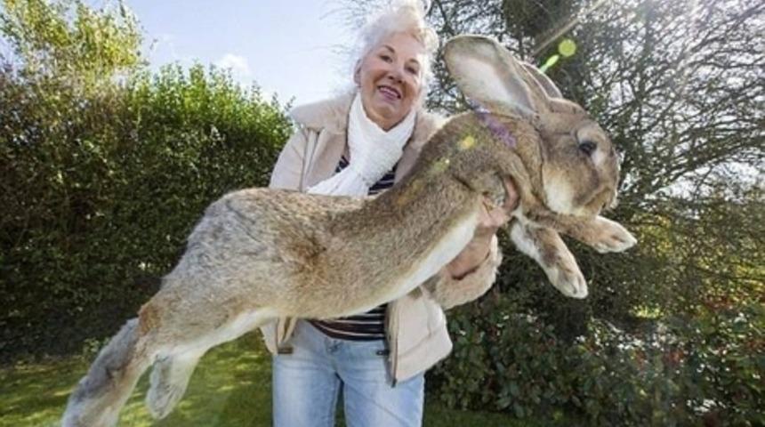 Dünyanın Resmi Olarak En Büyük Tavşanı Darius ve Onun Kendisinden de Büyük Oğlu Jeff ile Tanışın