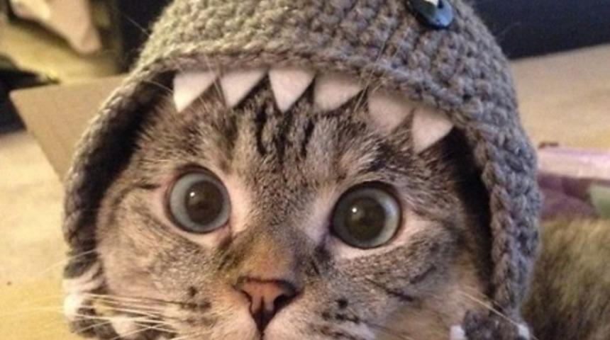 2.3 Milyon Takip&ccedil;i Sayısı İle İnstagram'ın En &Uuml;nl&uuml; Kedisi Nala'nın Enteresan Hikayesi