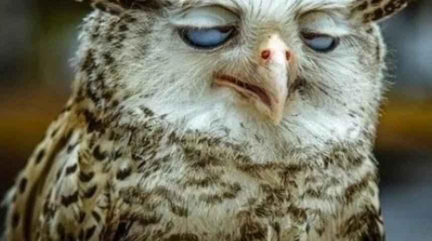 Yarın Okulların A&ccedil;ılacak Olmasına Twitter'dan Yaran Tepkiler: #OkulReplikleri