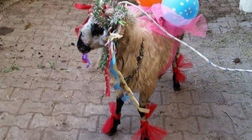 Arefe G&uuml;n&uuml; &Ccedil;ocukların Bayram G&uuml;n&uuml; Kasapların Eğlencesi 8 Ko&ccedil;