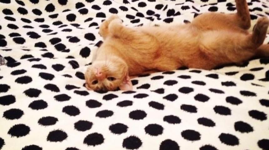 Sıcak Havalarda Kediler Nasıl Serinler?