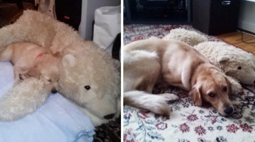 Hayvanların Eski Dostlarından Vazge&ccedil;mediğinin Kanıtı Olan 18 Fotoğraf