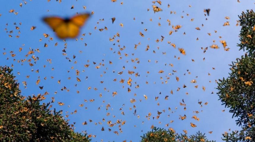 D&uuml;nya, 5 Yıl İ&ccedil;inde Yavaşlayıp Durursa Başımıza Gelecekler?
