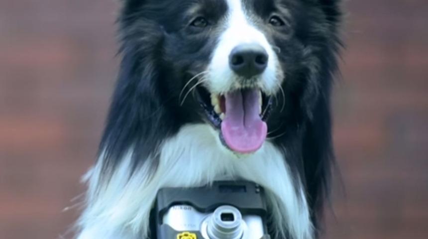 İlk Bağımsız K&ouml;pek Fotoğraf&ccedil;ımız İle Tanışın! Grizzler Neyi Severse Onun Fotoğrafını &Ccedil;ekiyor