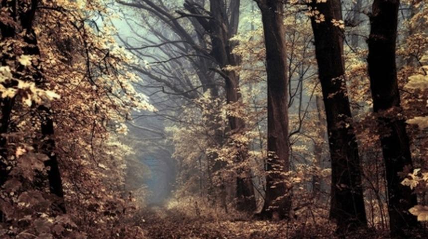 Janek Sedlar'ın Objektifinden G&uuml;zelliğini Tanımlayacak Kelime Bulmakta Zorlandığımız Morivya Ormanları