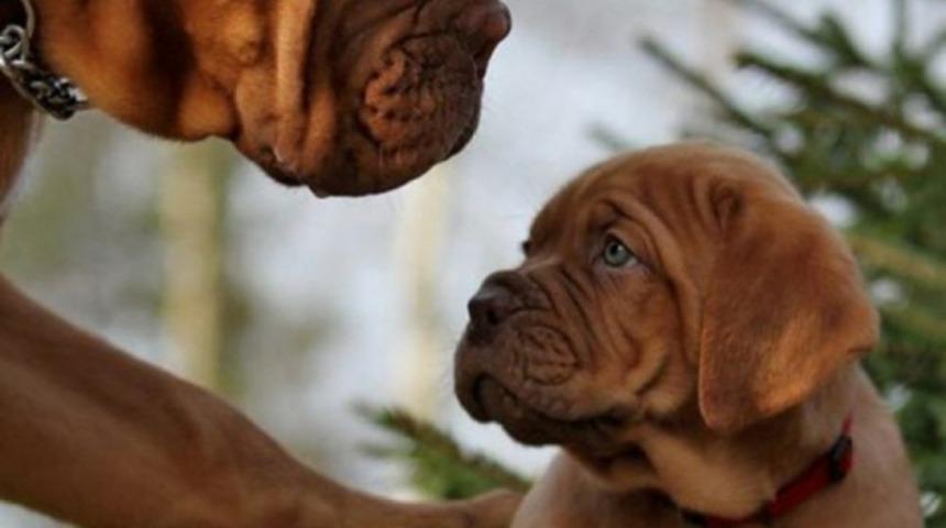 ''Allah Analı Babalı B&uuml;y&uuml;ts&uuml;n!'' Diyeceğiniz 17 Aile Pozu. Ama K&ouml;peklerden!