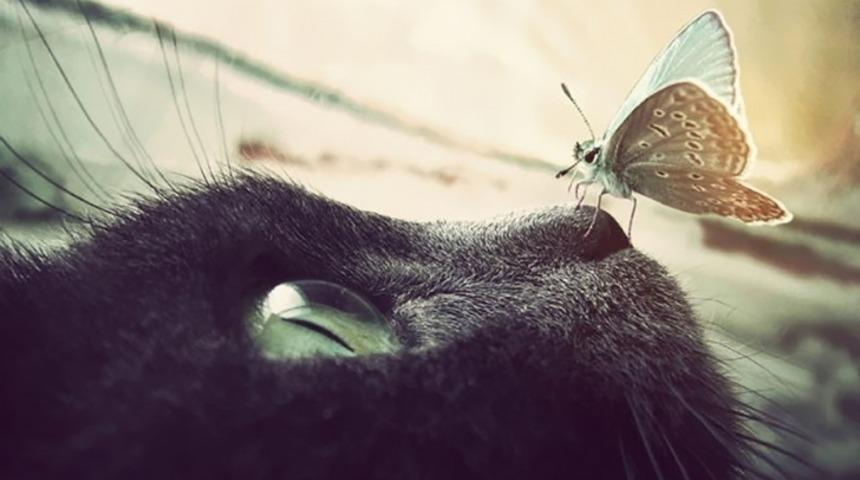 Kelebeklerle Arkadaşlık Kurdular, D&uuml;nyanın En Şirin Karelerini Yarattılar