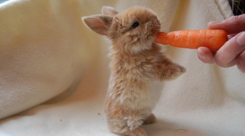 Tavşanlar Ger&ccedil;ekten Havuca Bayılır mı?