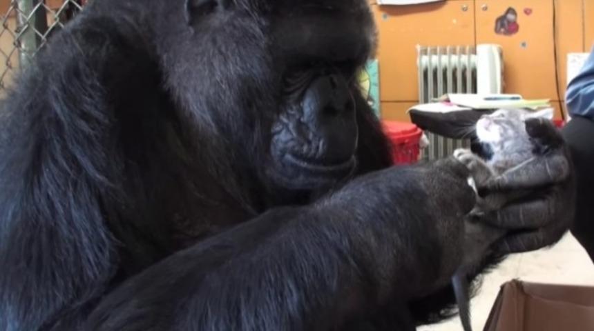 &Ccedil;ok Sevimli: Goril Koko'nun Kedi Yavrularıyla Karşılaşma Anını İzleyin