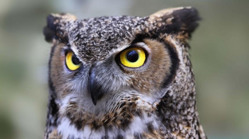 Baykuşlar Ger&ccedil;ekten Bilge mi?