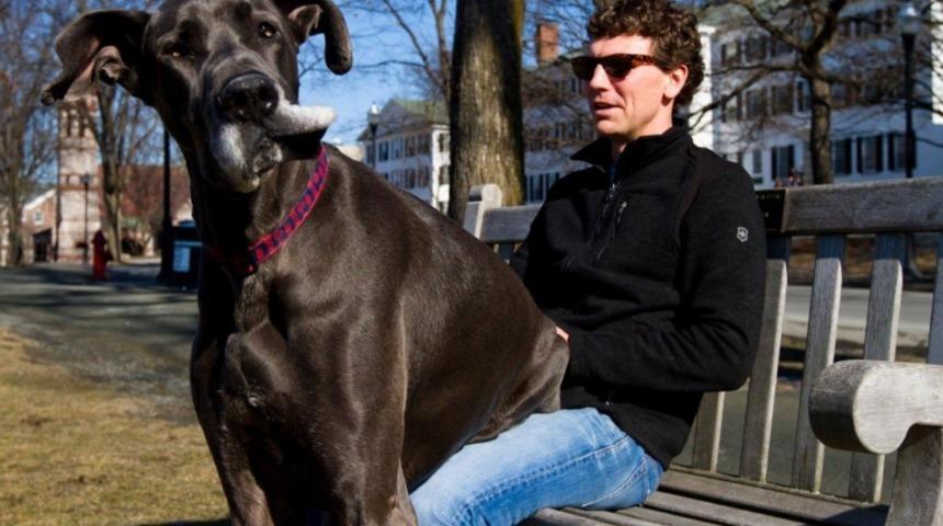 Tatlılıklarıyla Sizi &Ccedil;ılgına &Ccedil;evirecek DEV K&ouml;pekler