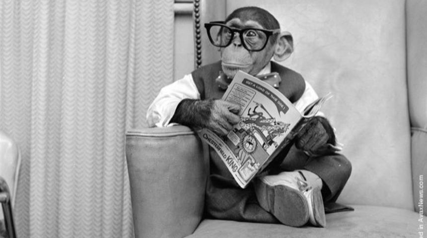 Hayvanlar Aleminden Tarihi ve Bir O Kadar Komik Fotoğraflar