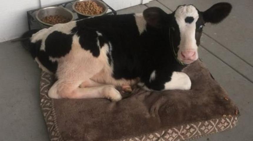 Kendini Köpek Zanneden Sevimli Buzağı Goliath, Sosyal Medyanın Yeni Fenomeni Konumunda