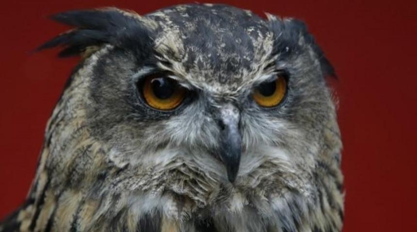 50 Kişiyi Yaralayan Baykuşa &Ouml;m&uuml;r Boyu Hapis