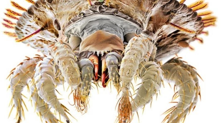 Y&uuml;z&uuml;n&uuml;z&uuml; Paylaştığınız Diğer Canlılar Ve Bu Konuda Yapabilecekleriniz