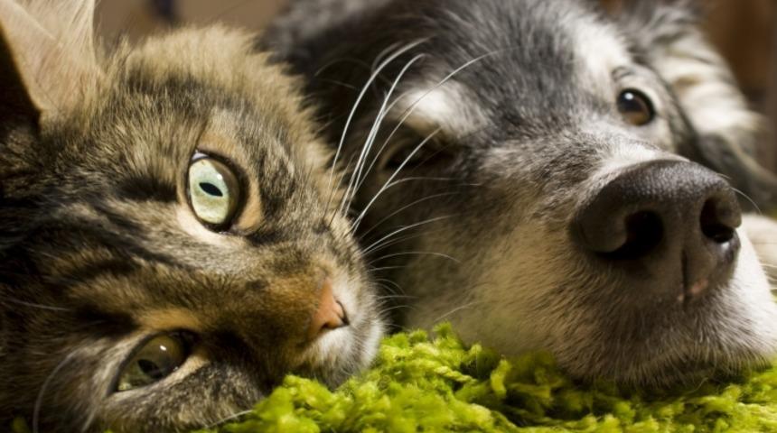 Kediler ve Köpeklerin Dostluğu: Bir Misafirlik Hikayesi!