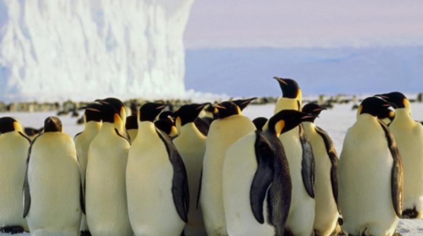 Antarktika'da Penguenler Neden Aşırı Isınır?