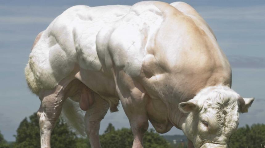 Angus ve Kaslı &Ouml;k&uuml;z Ger&ccedil;eği: Basmışım Myostatini Taş Gibiyim Taş