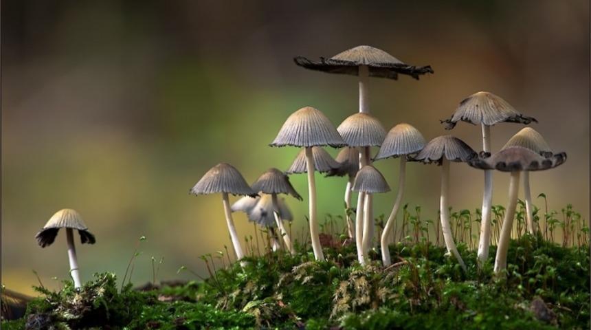 Şapkalı Mantarların Bilmediğiniz Esrarengiz G&uuml;&ccedil;leri