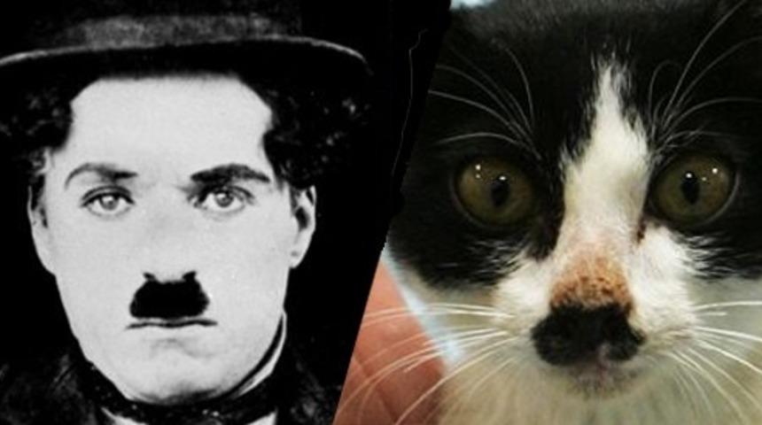 Hollywood Yıldızlarına Benzeyen Hayvanlar