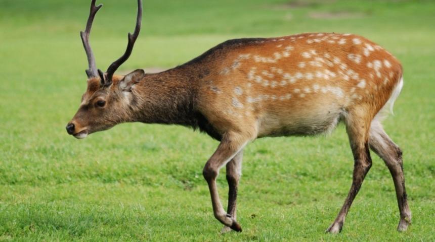 Nesli tükenmekte olan hayvanlar! Türkiye'de nesli tükenmekte olan türler...
