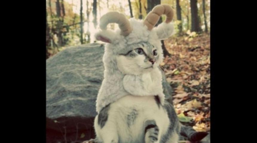 Burcunuzu Temsil Eden 12 Şirin Kedi