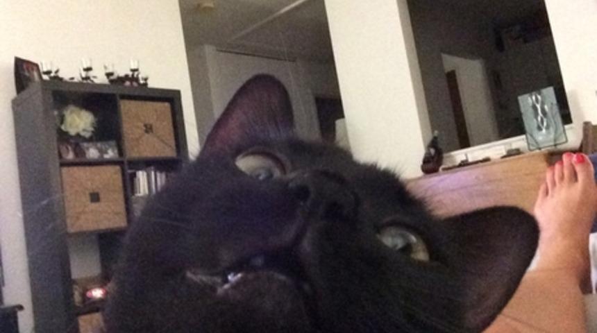 Sevimliliğin Kitabını Yazmış 17 Hayvan Selfiesi