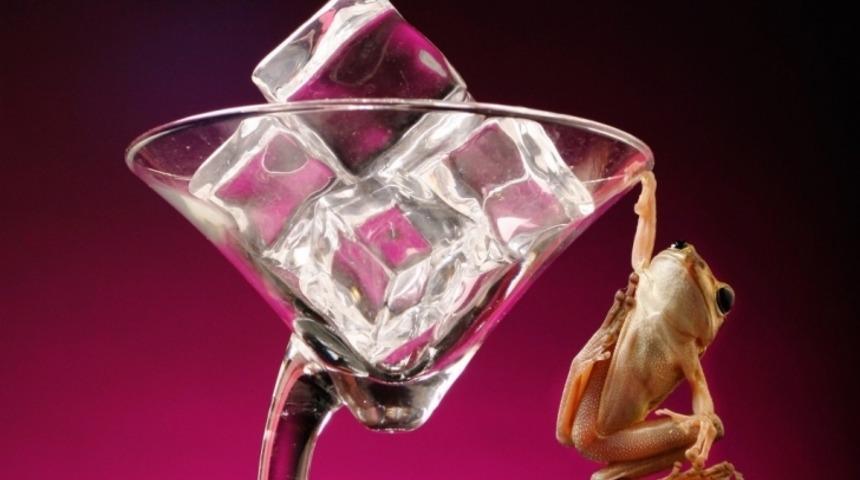 Donup Dirilen Kurbağa: Rana Sylvatica