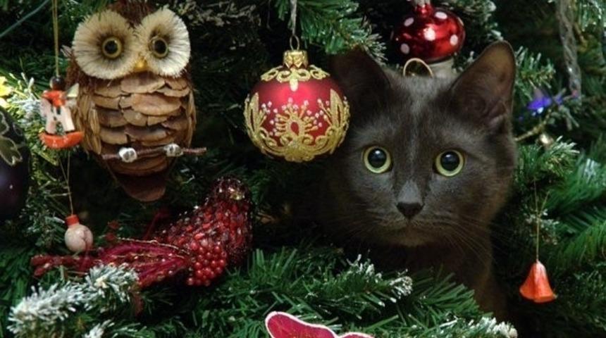 Yılbaşı Ağa&ccedil;larını Kendine D&uuml;şman Bellemiş Şapşik Hayvanlar