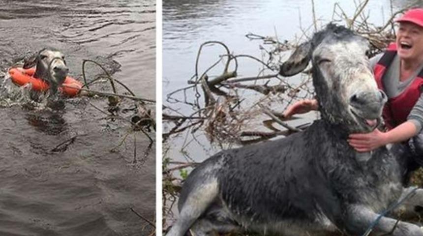 İrlanda'daki Selde Boğulmak Üzere Olan Eşeği Bakın Nasıl Kurtardılar!