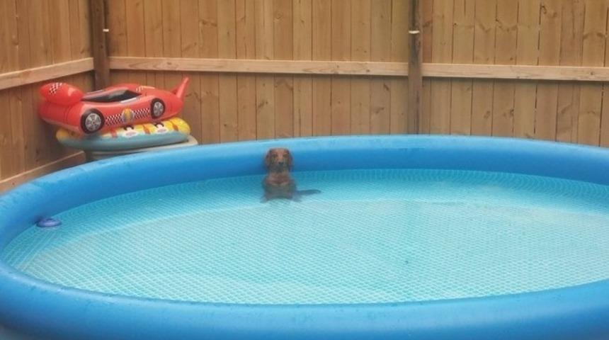 Suçüstü Yakalanan Sevimli Hayvanlar