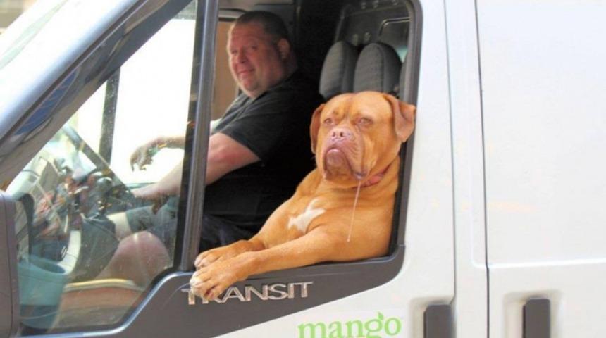 İnsanlara Özenmiş Sevimli Hayvanlar