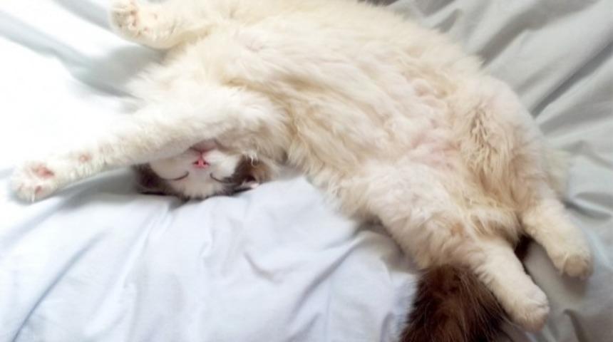 "Yaaa Beş Dakikacık Dahaa..." Derken Uykuyu Mundar Etmek: Alarmınızı Neden Ertelememelisiniz?