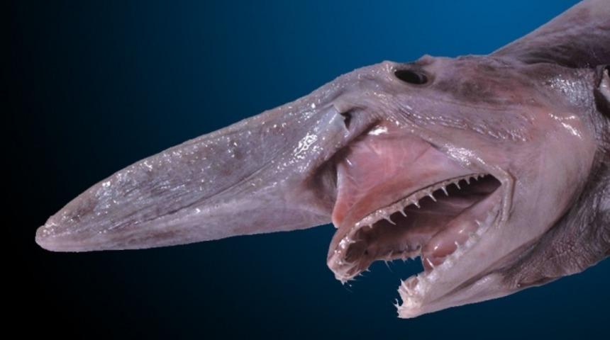 Milyonlarca Yıldır Yaşayan İsmine Nadir Rastalayacağınız İlginç Hayvan Türleri