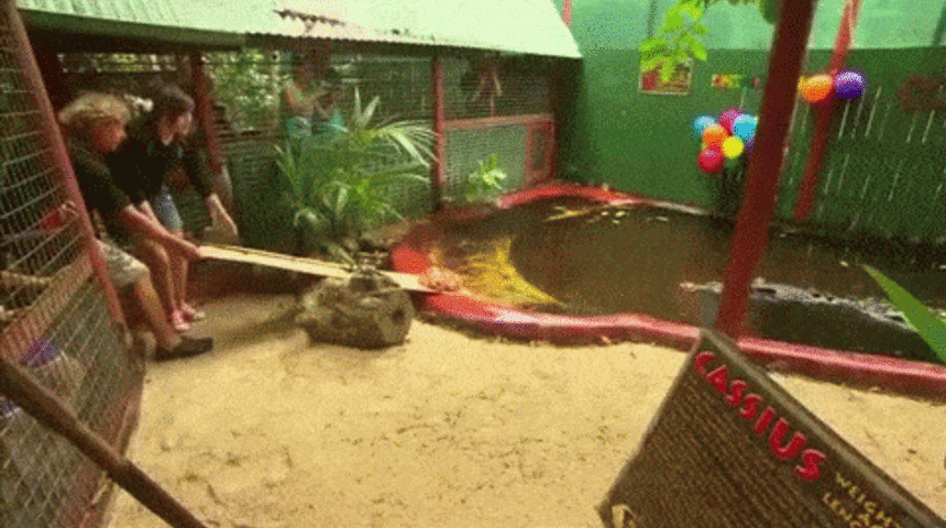 Guinness Rekorlar Kitabına Girmiş, Çok Şaşıracağınız 12 Hayvan