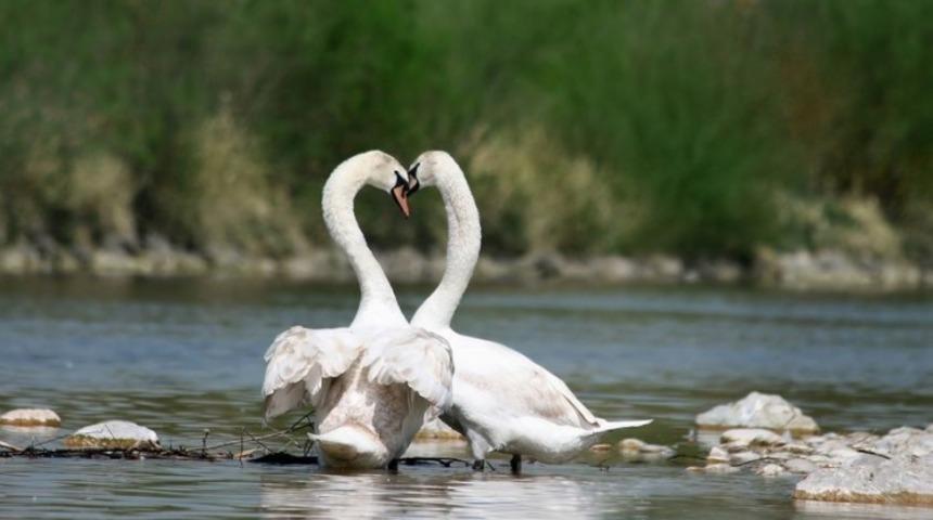 Tek Eşli Hayvanlar ve Takdire Şayan Yaşamları