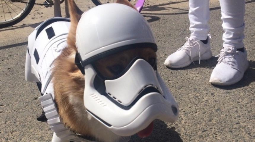 Gücü Huy Edinmiş Star Wars Köpekleri 