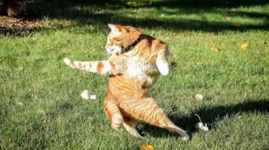 Kedinin Tuhaf Pozu Üzerinde Photoshop Savaşları