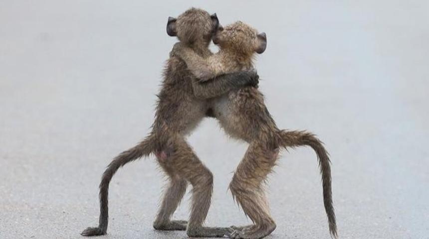 İşte 2015 Komedi Dalında Vahşi Yaşam Fotoğrafçılık Ödüllerinin Kazananları