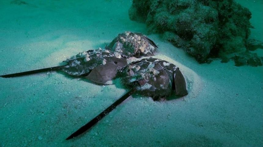 Deniz Canlılarının Sıradışı Yaşamları