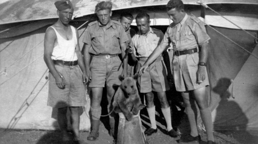 İkinci D&uuml;nya Savaşında &Ccedil;arpışan Ayı Wojtek'in İlgin&ccedil; &Ouml;yk&uuml;s&uuml;