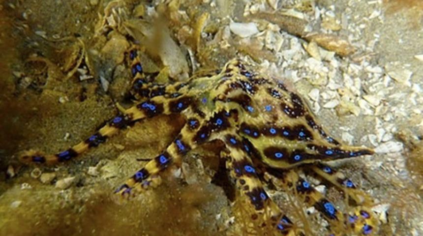 Zehirler Hakkında &Ccedil;ok Şaşıracağınız 24 Enteresan Bilgi